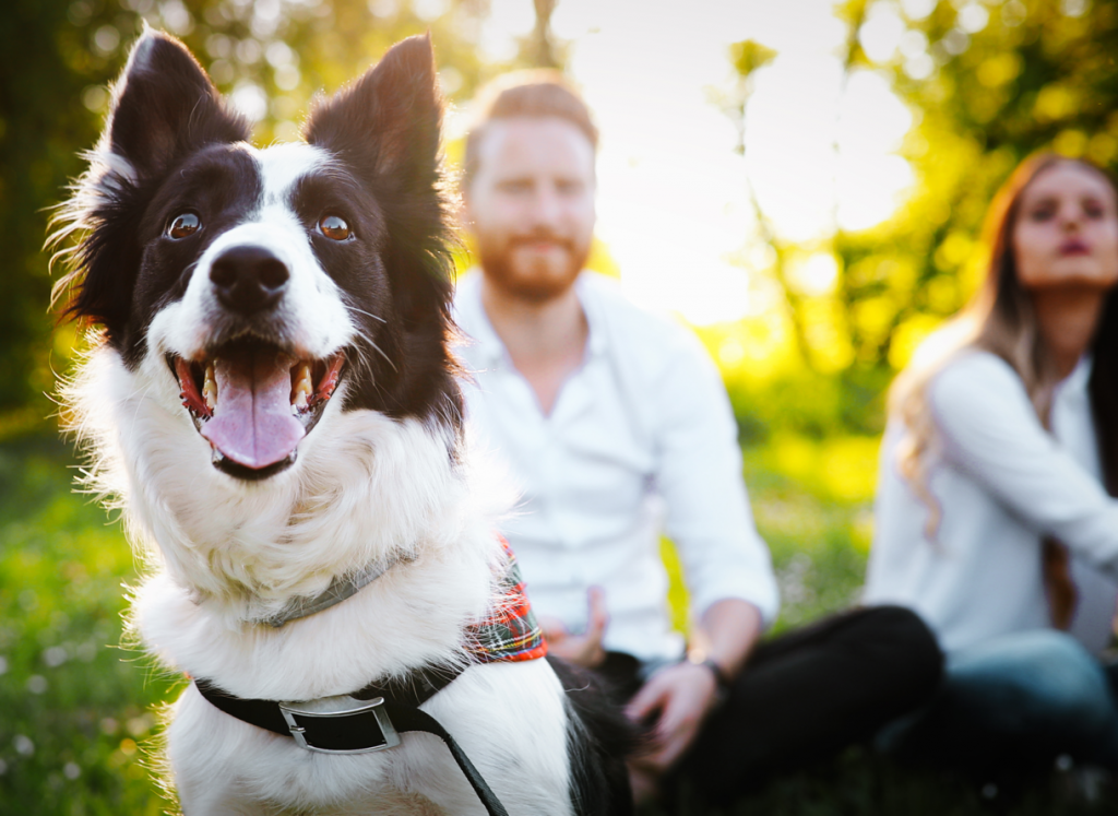 dog friendly caravan parks