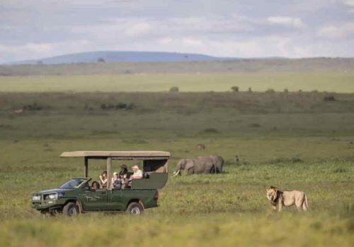 How Southern Africa’s Safari Destinations Reveal Nature’s Majesty Through Authentic Wildlife Encounters